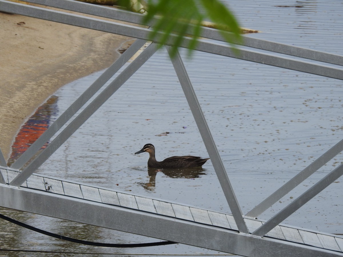 Canard à sourcils - ML611589700