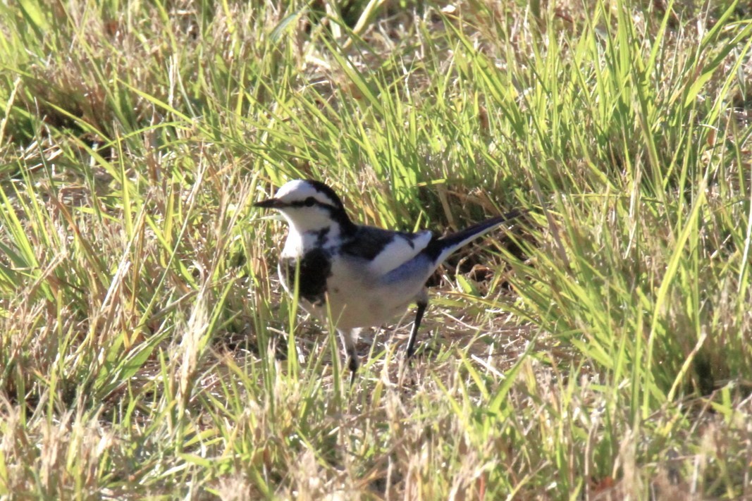 White Wagtail (Black-backed) - ML611589706
