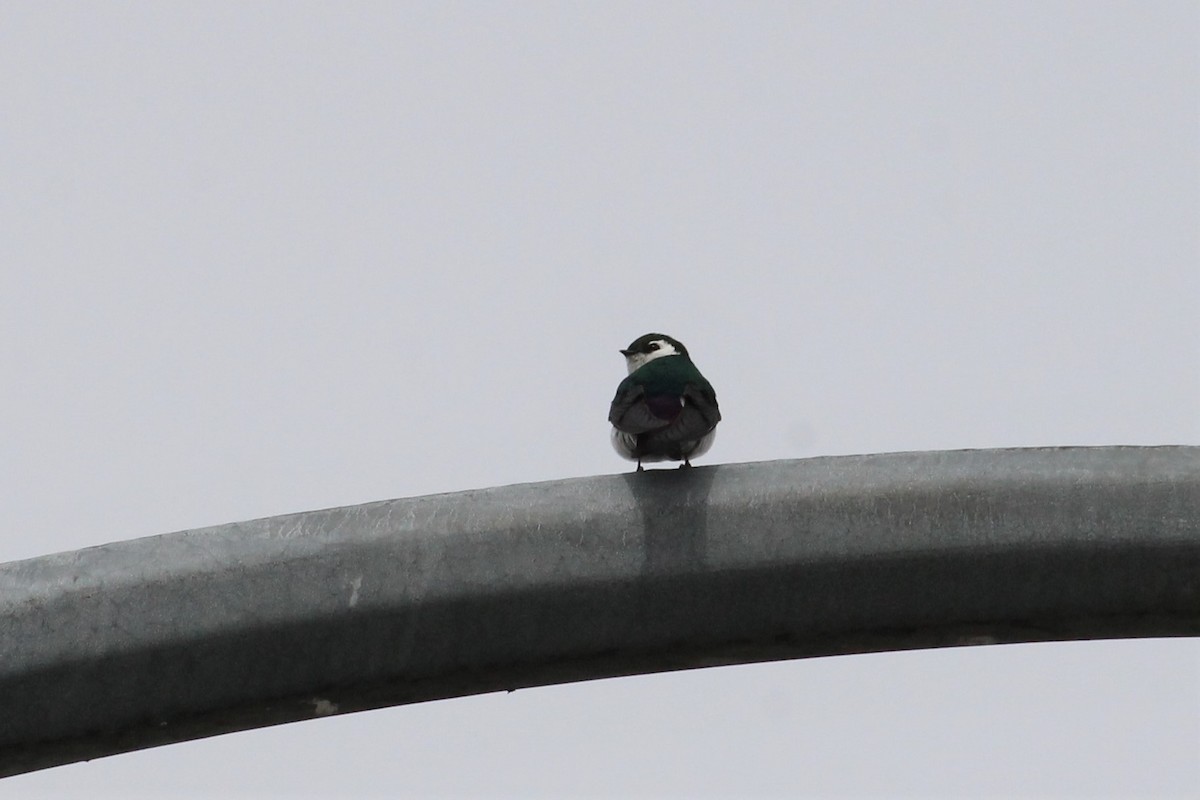 Violet-green Swallow - ML611590150