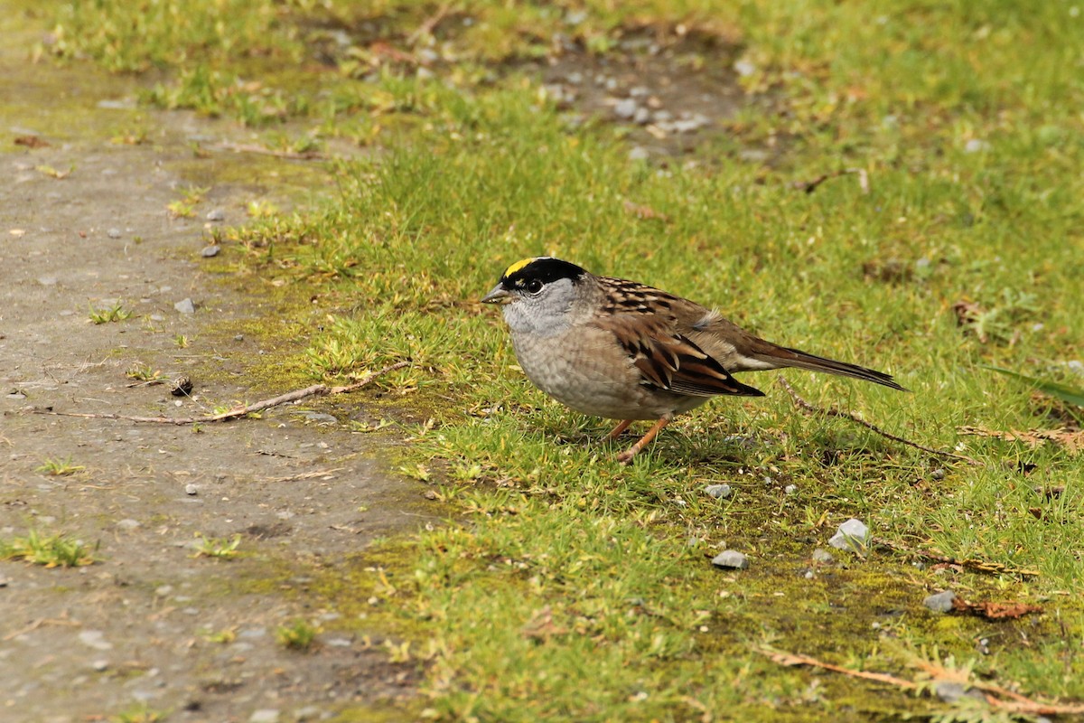 Golden-crowned Sparrow - ML611590160