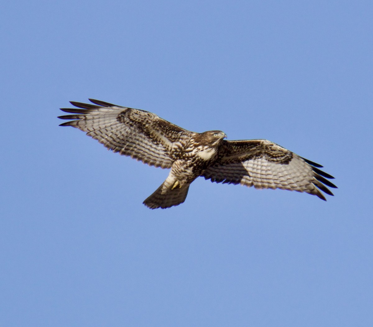Red-tailed Hawk - ML611590176