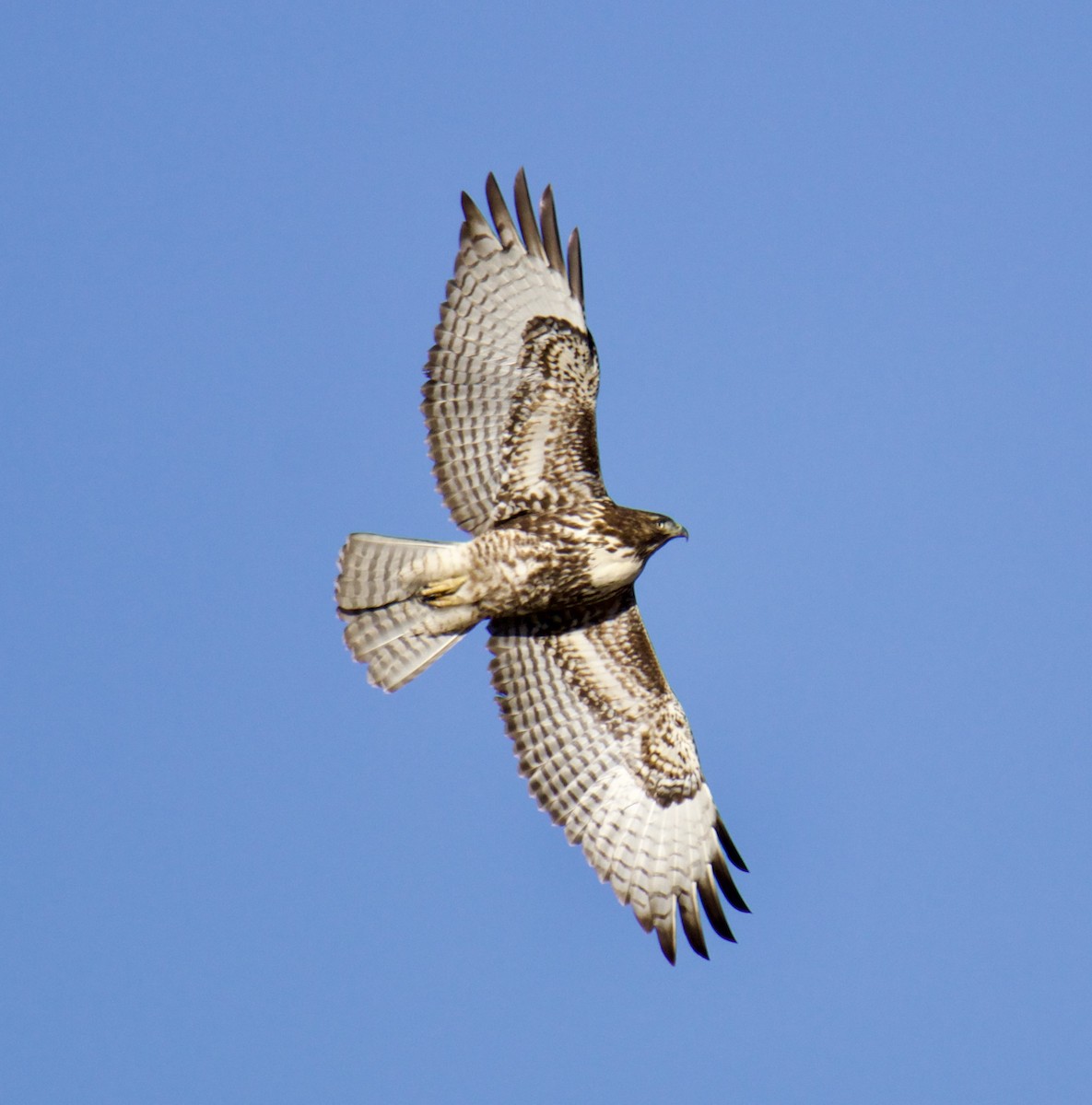 Red-tailed Hawk - ML611590177