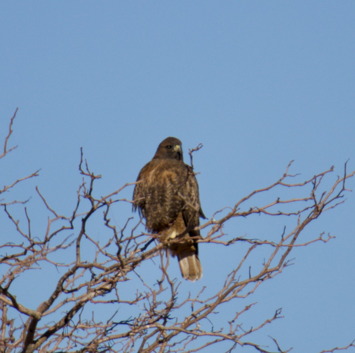 Red-tailed Hawk - ML611590178