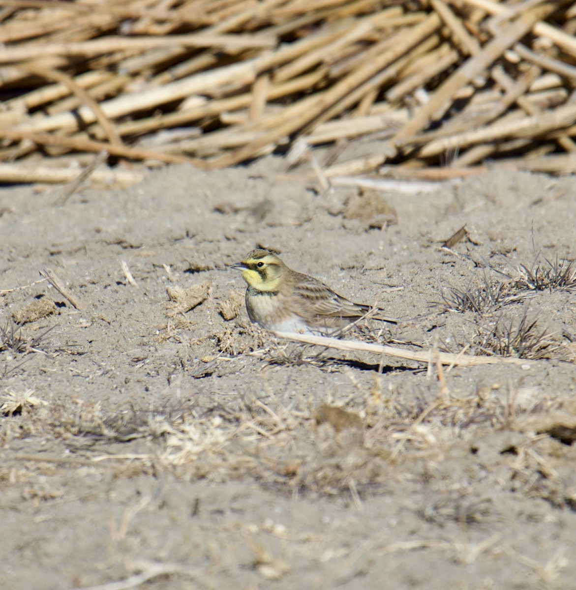 Horned Lark - Jordan Juzdowski