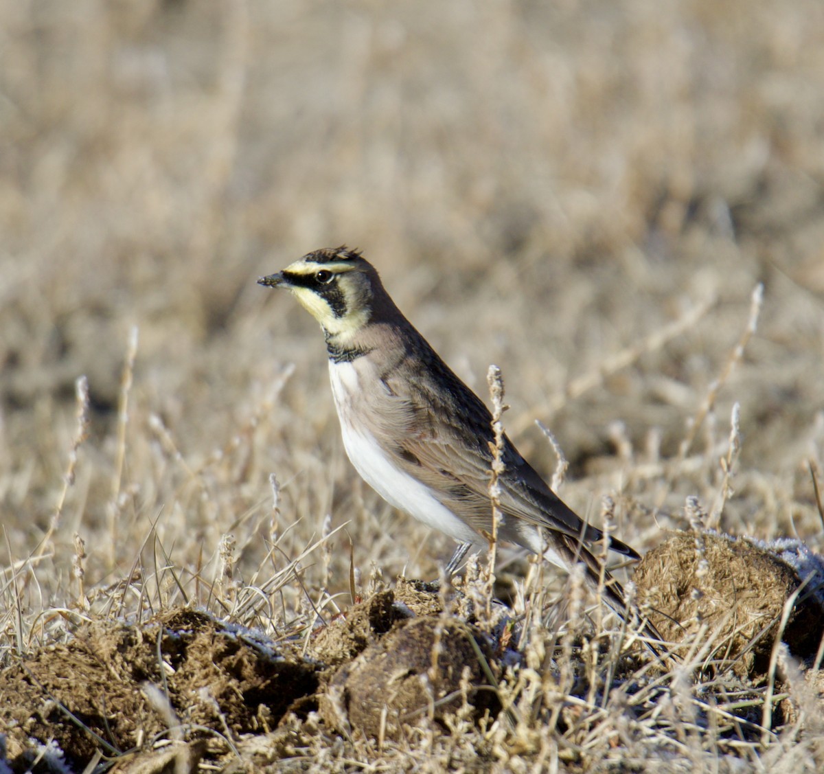 Horned Lark - ML611590198