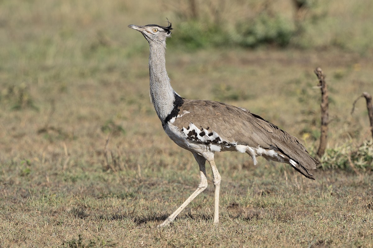 Kori Bustard - ML611590208