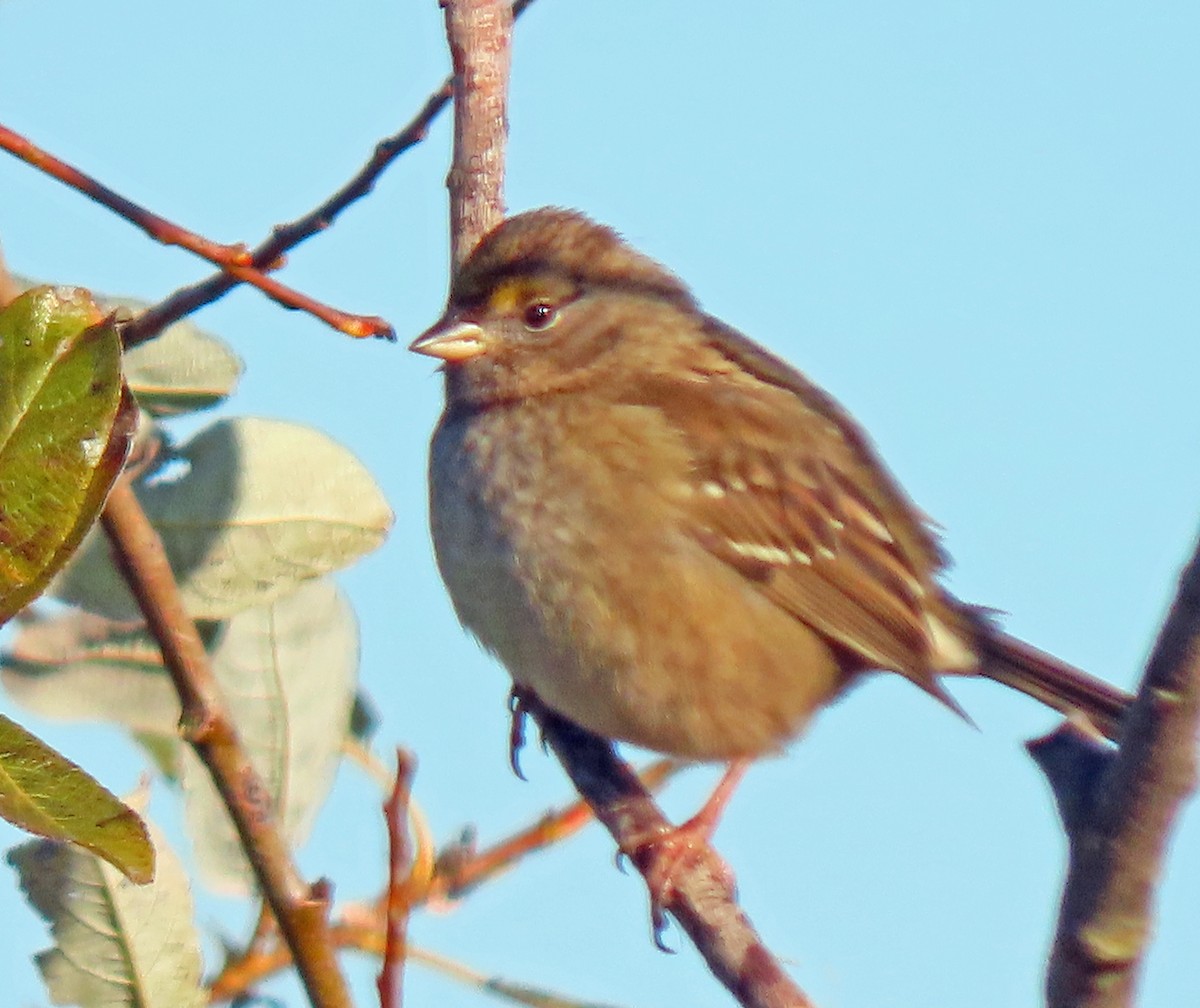 Golden-crowned Sparrow - ML611590262