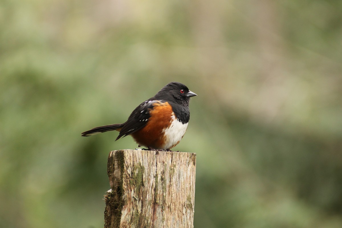 Spotted Towhee - ML611590334