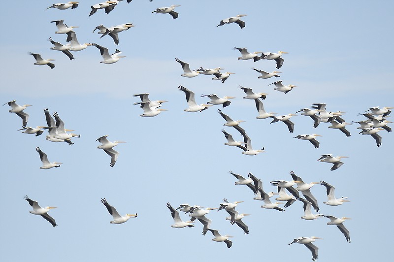 American White Pelican - ML611590405