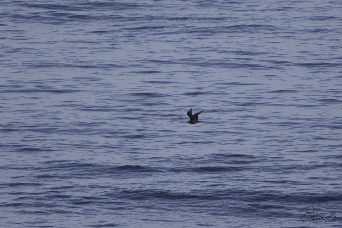 Great Skua - ML611590437