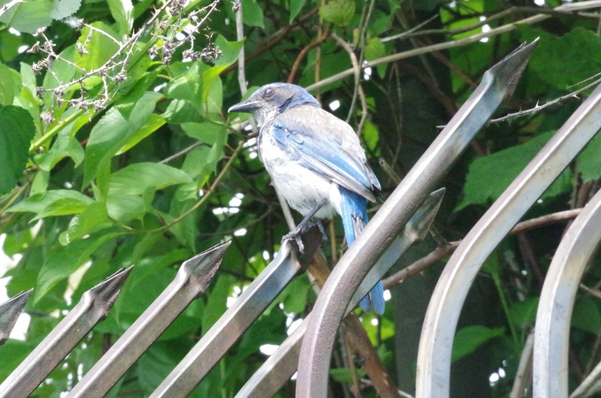 California Scrub-Jay - ML611590555