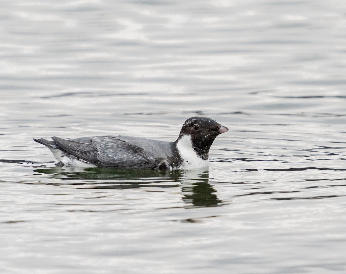 Ancient Murrelet - Sherry Rosen