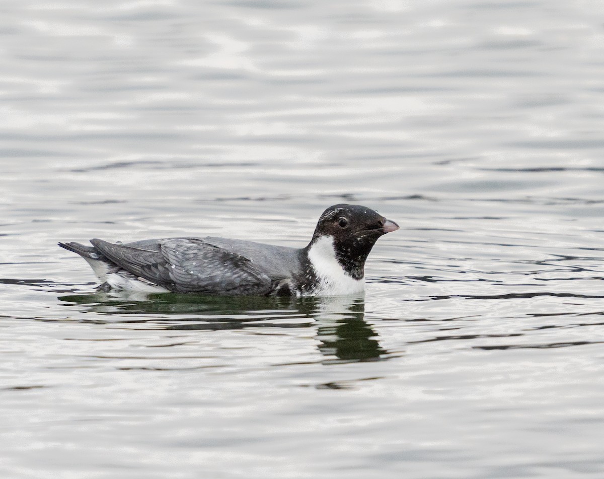 Ancient Murrelet - ML611590611