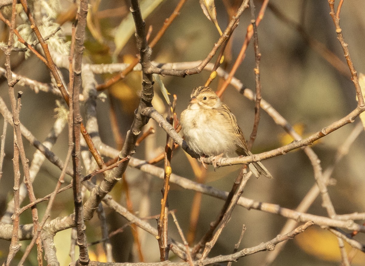 Clay-colored Sparrow - ML611590659