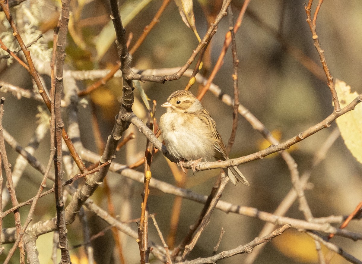 Clay-colored Sparrow - ML611590660