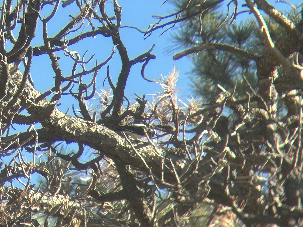 Hairy Woodpecker - ML611590662