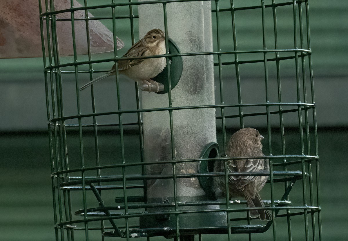 Clay-colored Sparrow - ML611590732