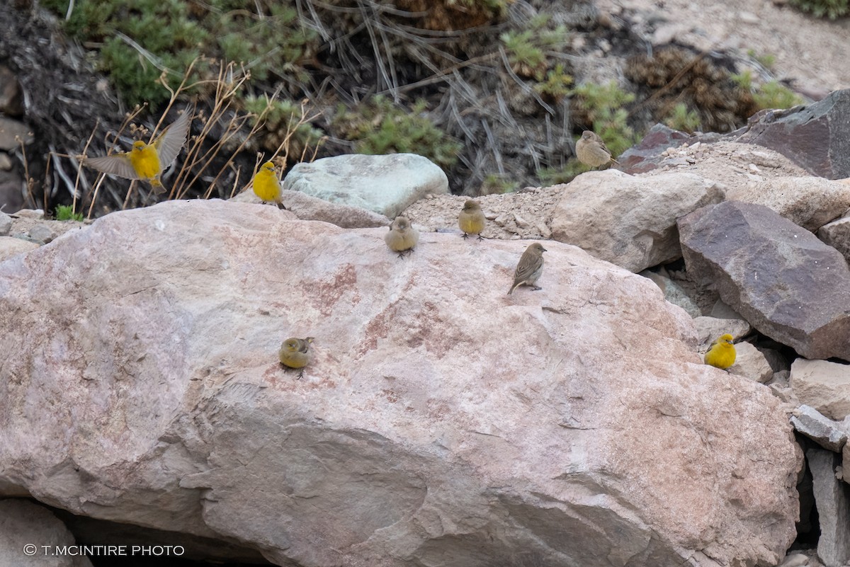 Greater Yellow-Finch - ML611590877