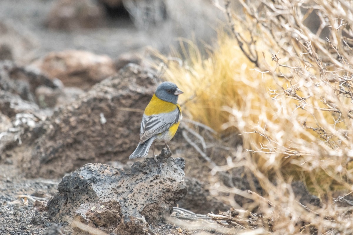 Gray-hooded Sierra Finch - ML611590888