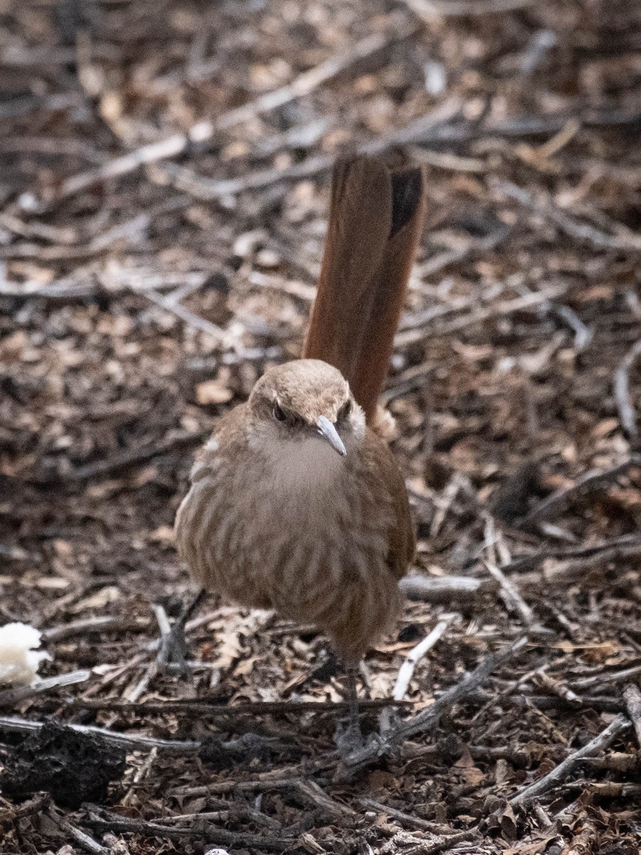 Straight-billed Earthcreeper - ML611590890