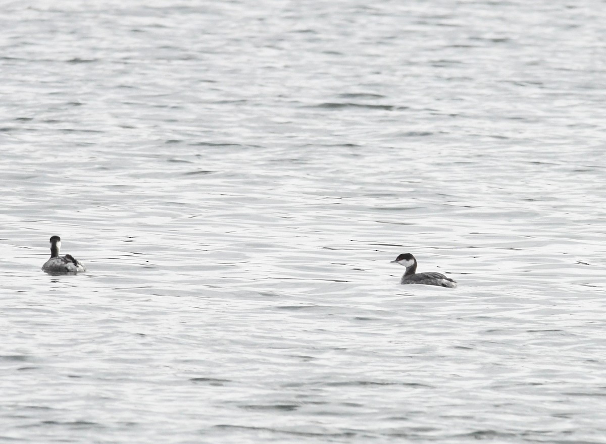 Horned Grebe - ML611590926