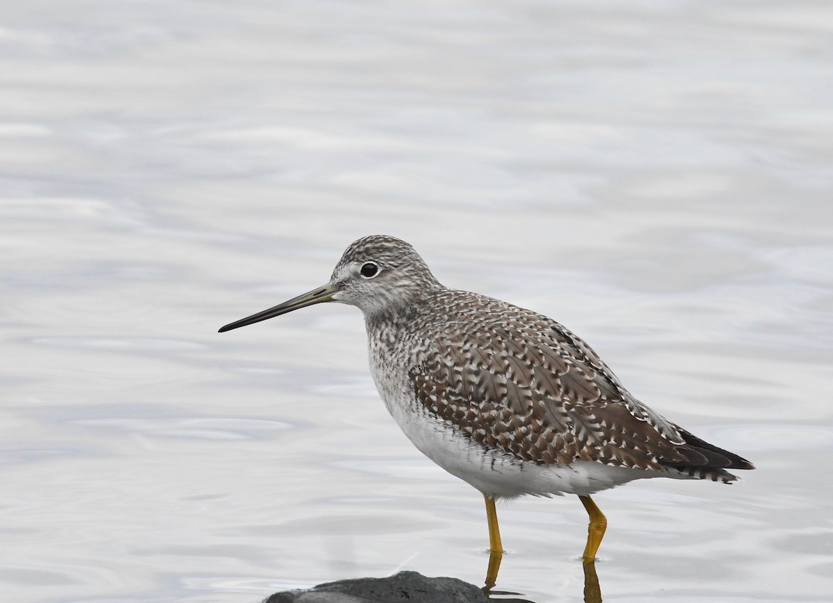 Greater Yellowlegs - ML611590930