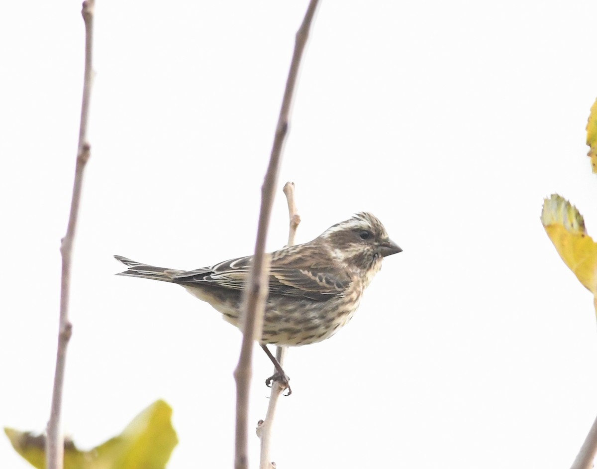 Purple Finch - ML611590950