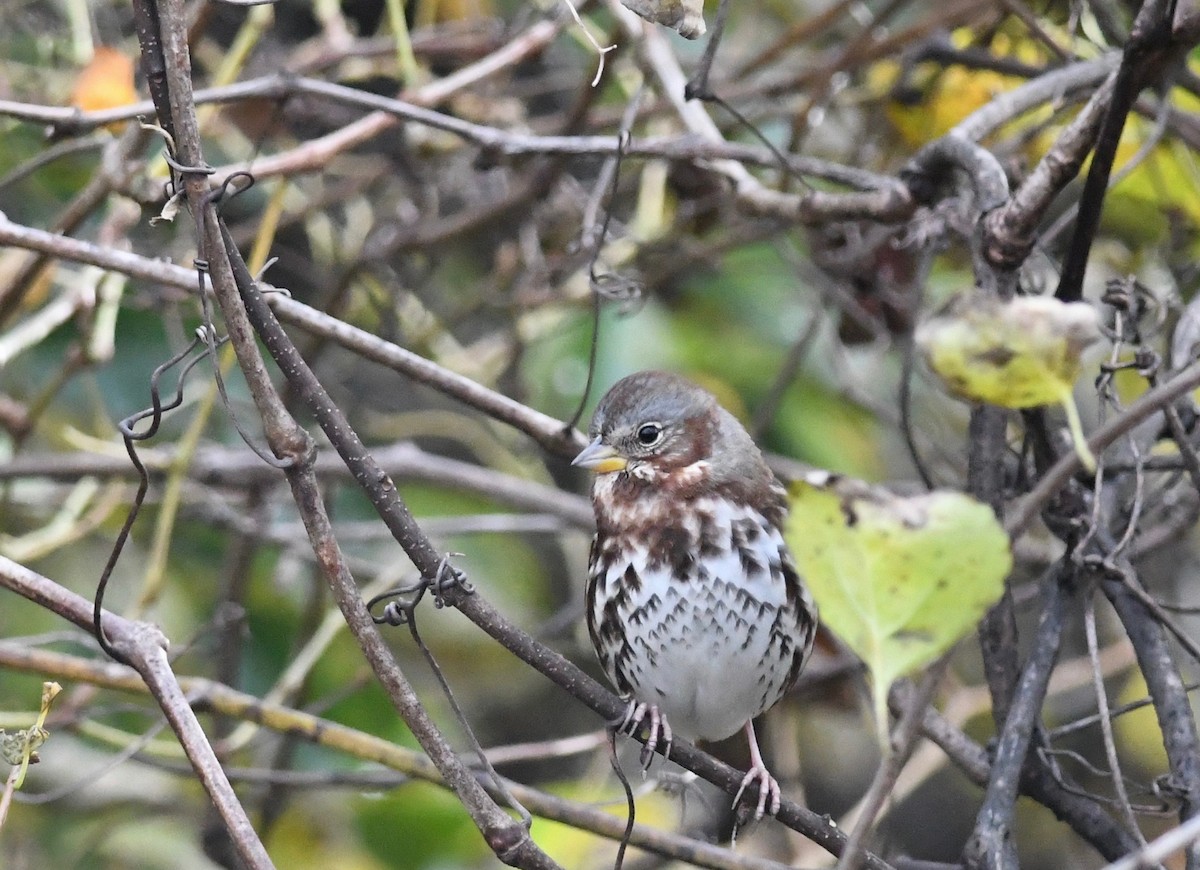 Fox Sparrow (Red) - ML611590964