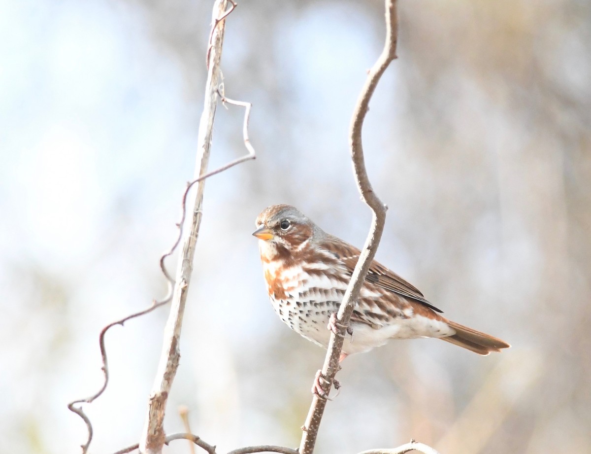 Fox Sparrow (Red) - ML611590965