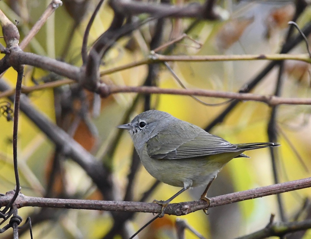 Orange-crowned Warbler - ML611590974