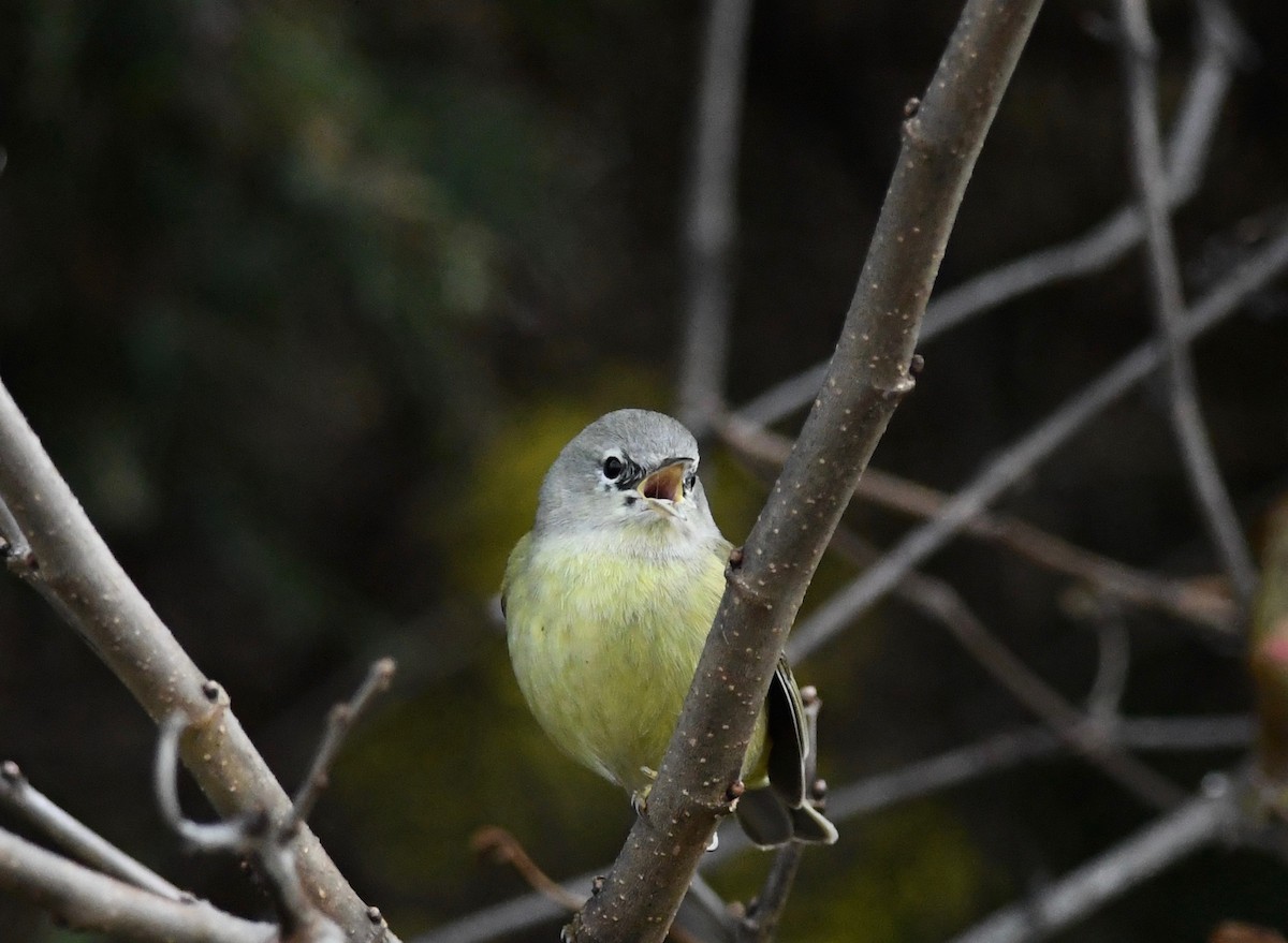 Orange-crowned Warbler - ML611590975