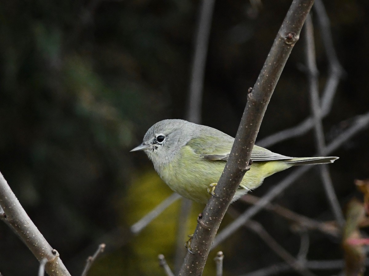 Orange-crowned Warbler - ML611590976