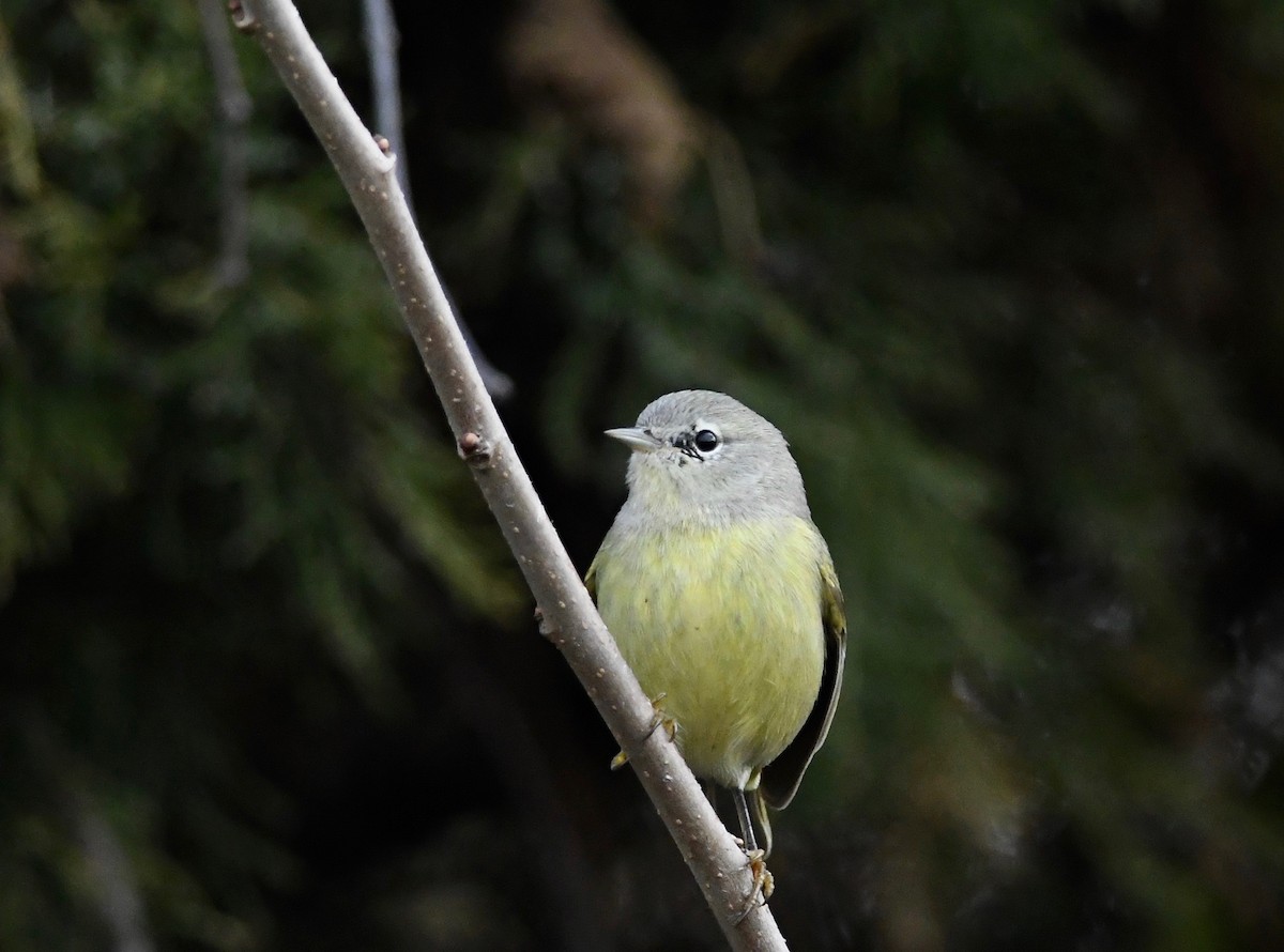 Orange-crowned Warbler - ML611590977