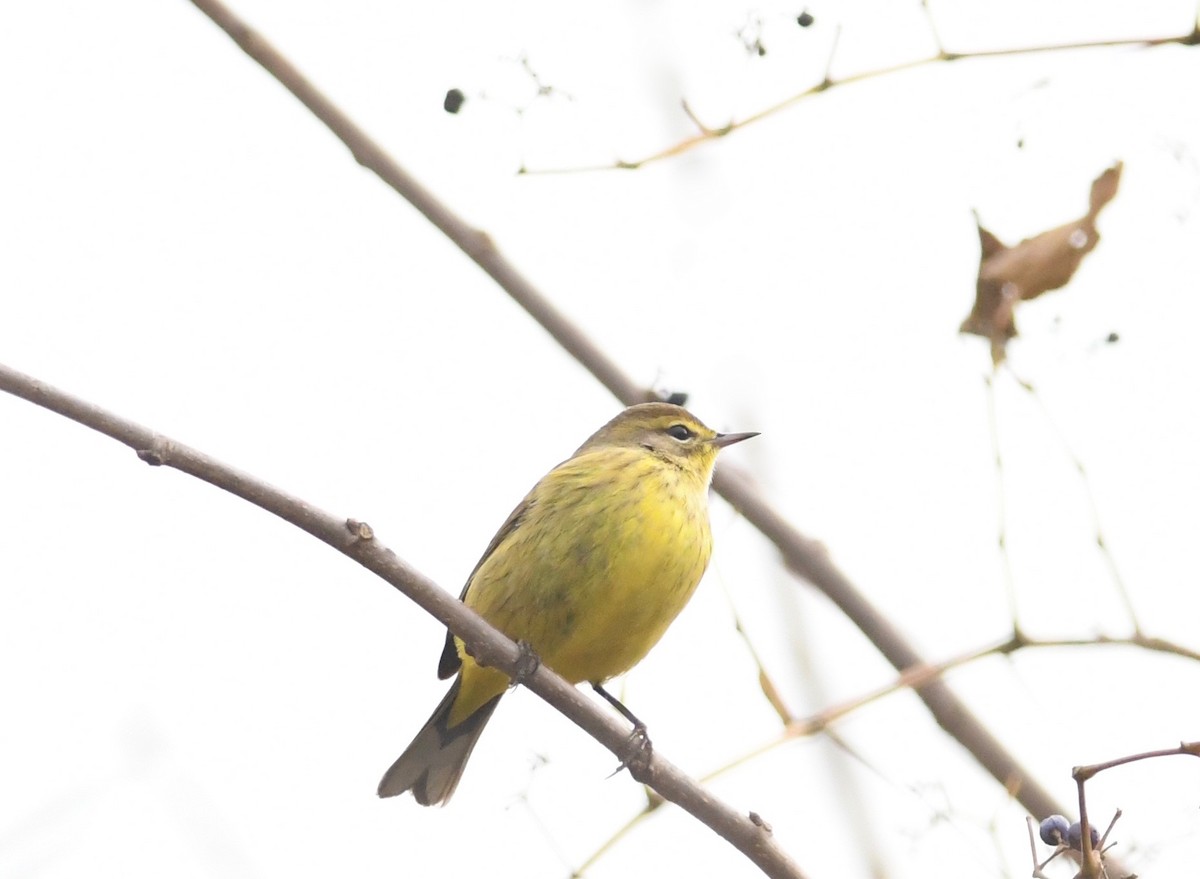 Palm Warbler (Yellow) - ML611590988