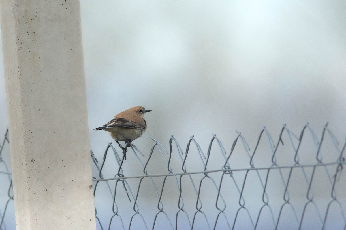 Western Black-eared Wheatear - ML611591005