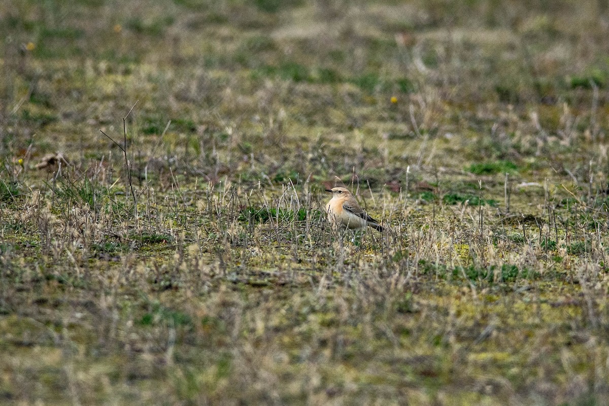 Western Black-eared Wheatear - ML611591006