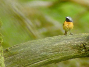 Common Redstart - ML611591014