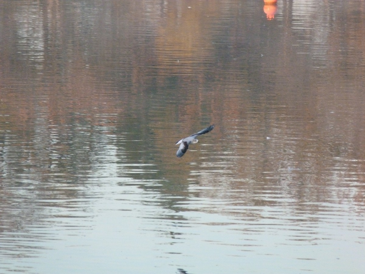 Little Gull - Juan Diego Acevedo Barberá