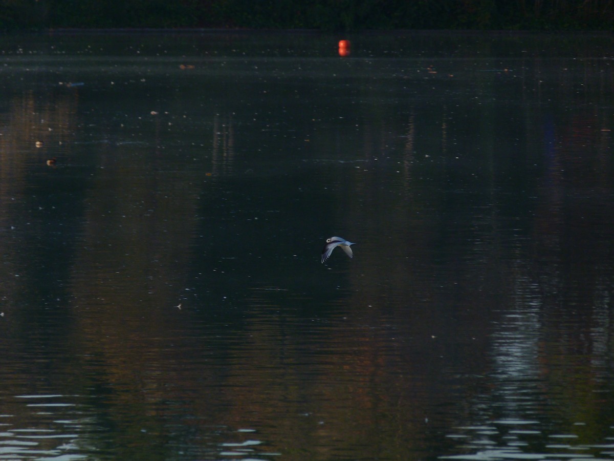 Little Gull - ML611591041