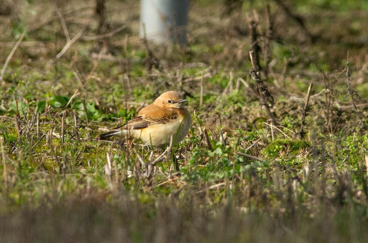 Western Black-eared Wheatear - ML611591043