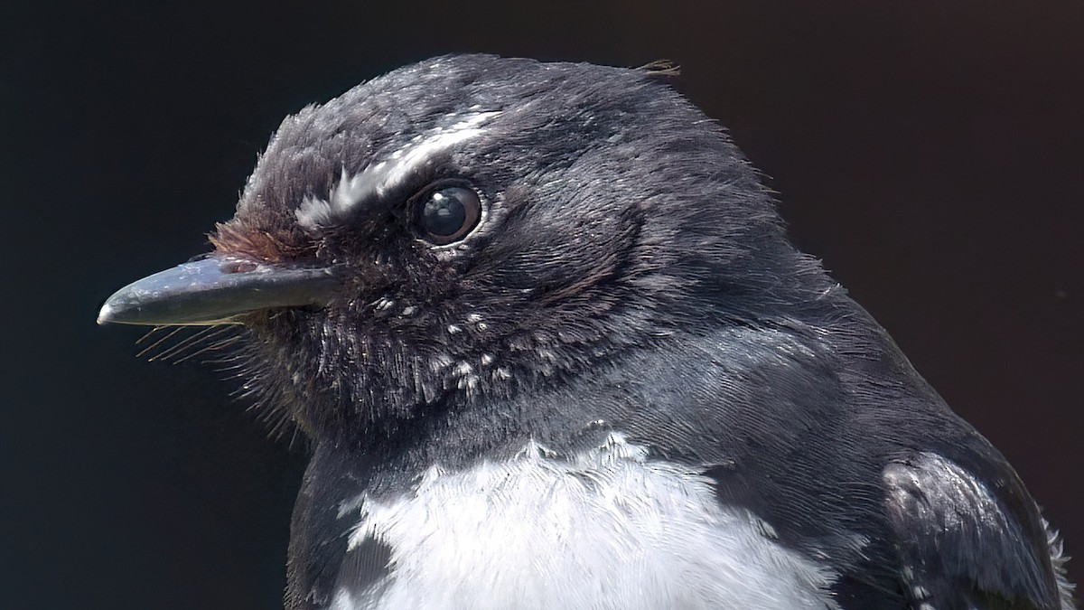 Willie-wagtail - ML611591050