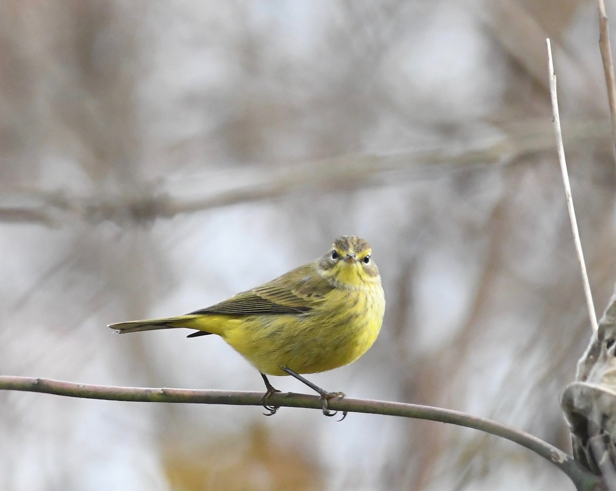 Palm Warbler (Yellow) - ML611591059