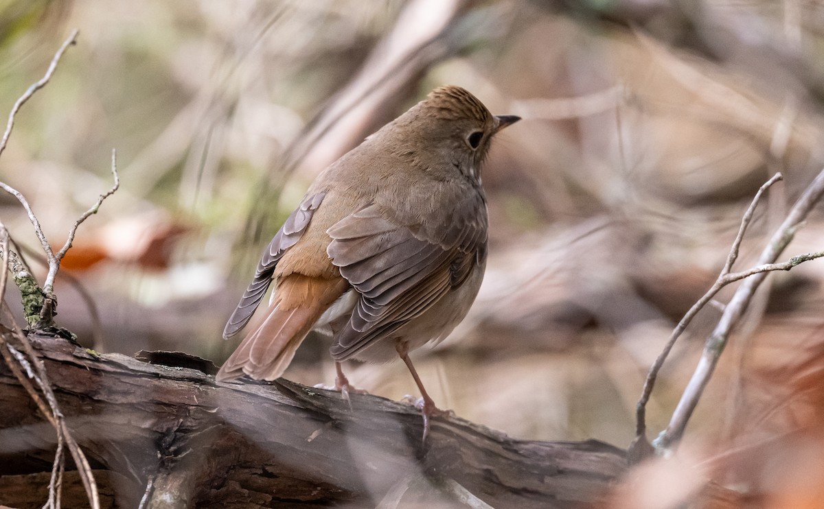 Hermit Thrush - Taylor Long