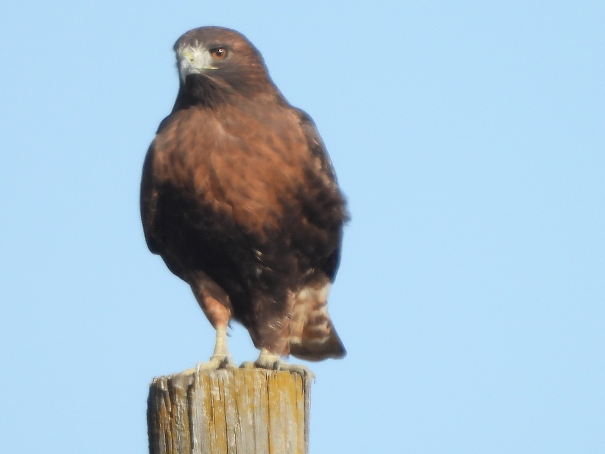 Red-tailed Hawk (calurus/abieticola) - ML611591124
