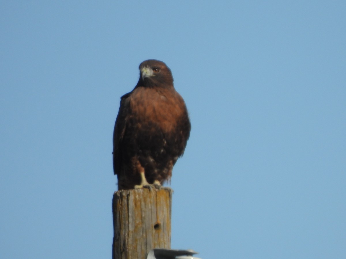 Red-tailed Hawk (calurus/abieticola) - ML611591125