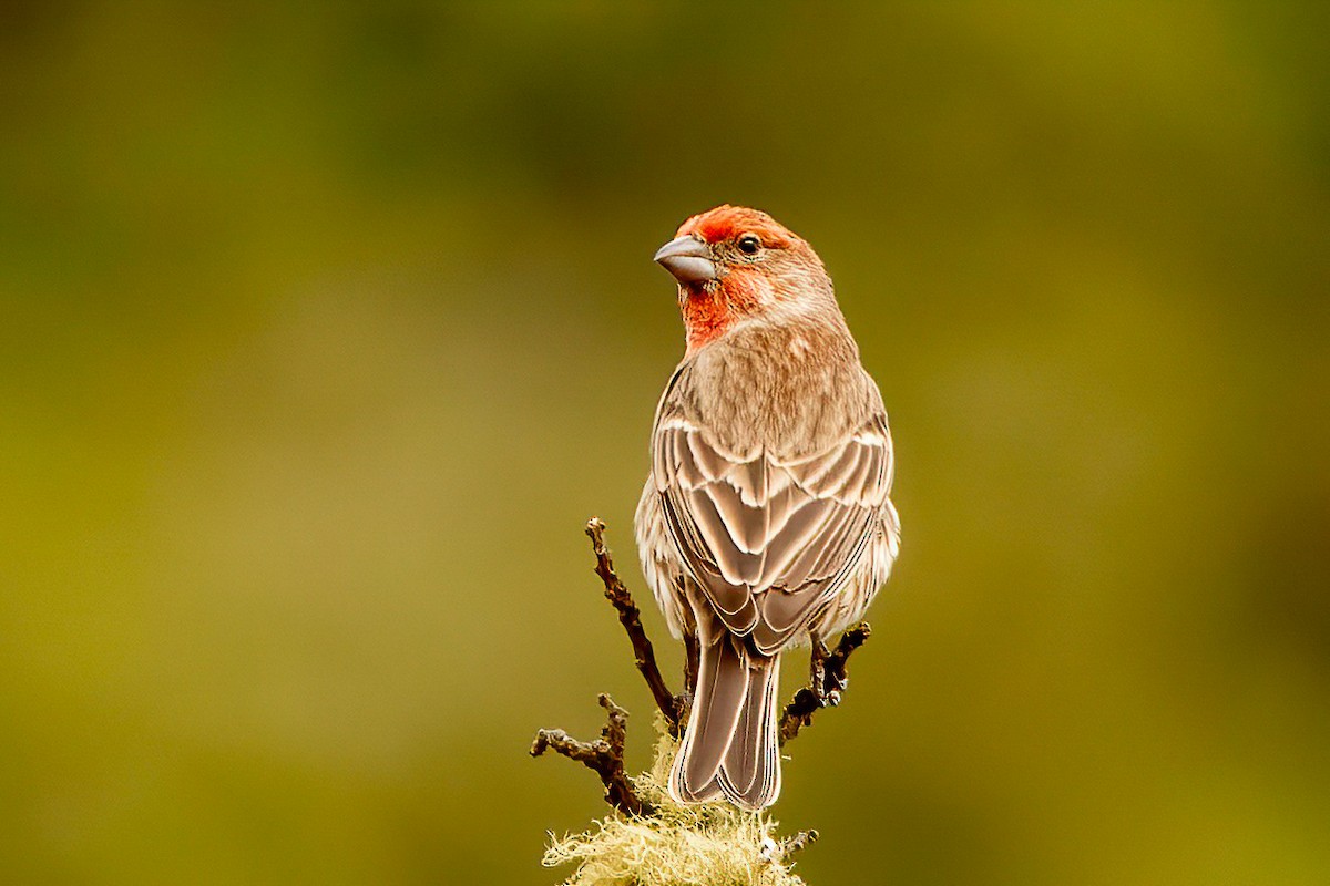 House Finch - ML611591216