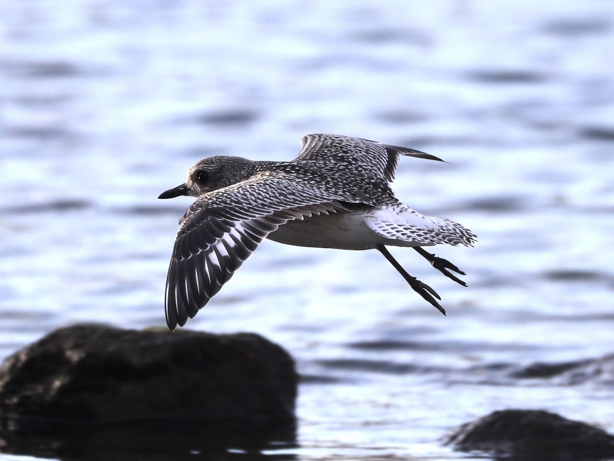 Black-bellied Plover - ML611591238