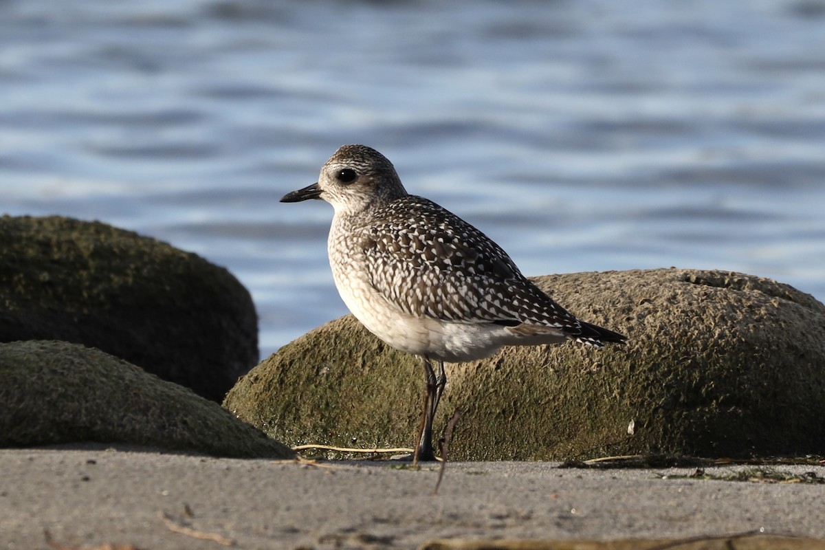 Black-bellied Plover - Mike McInnis