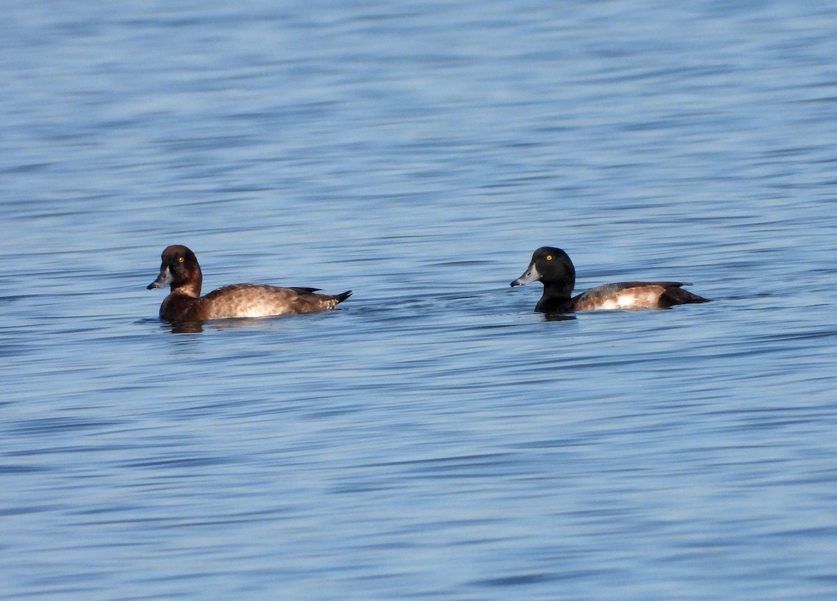 Greater Scaup - Jon Iratzagorria Garay