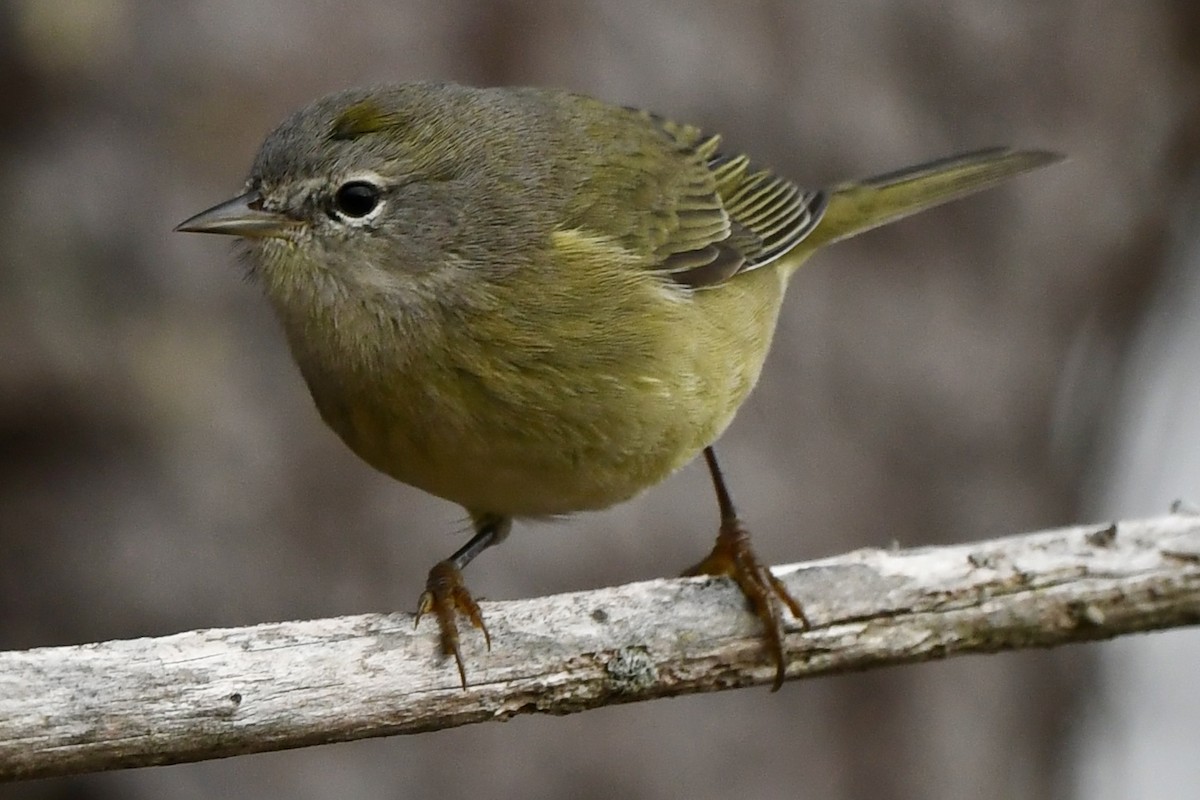 Orange-crowned Warbler - ML611591327